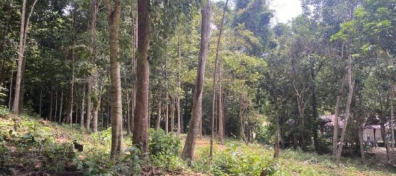 Terrain à Wiang Sa, Thailand No. 19345 5