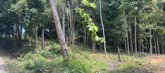  عقار تجاري في Wiang Sa, Thailand رقم 19345 9