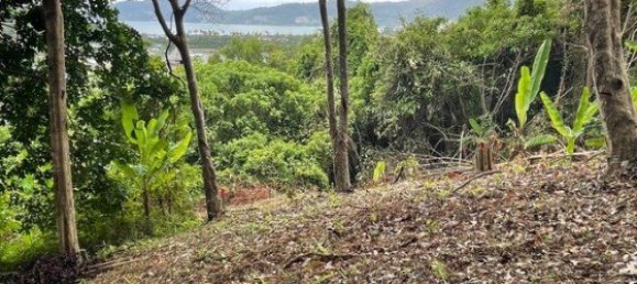 16495m² Commercial property in Patong, Thailand No. 12498 3