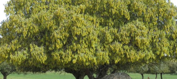 قطعة أرض في Ledesma, Spain 6800000متر مربع رقم 292508 7