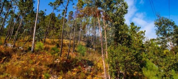 10500m² Land in Espadanedo, Portugal No. 88074 3