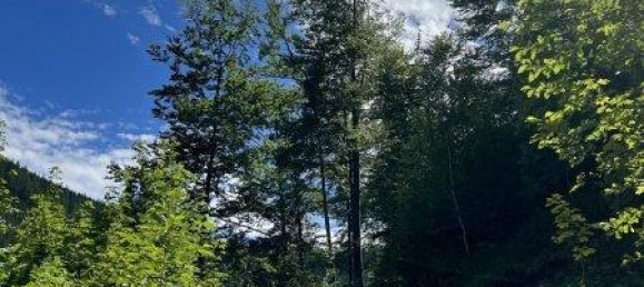 Земельный участок 60309м² в Нойберг ан дер Мюрц, Австрия № 64767 7