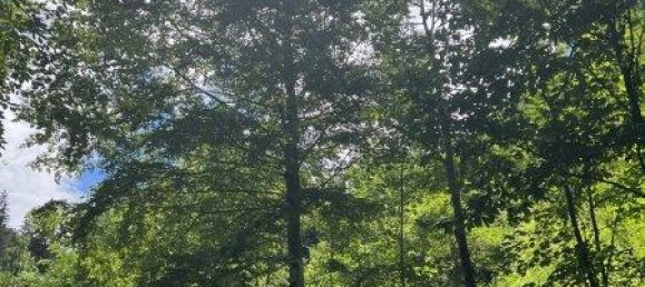 Земельный участок 60309м² в Нойберг ан дер Мюрц, Австрия № 64767 3