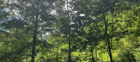 Земельный участок 60309м² в Нойберг ан дер Мюрц, Австрия № 64767 2