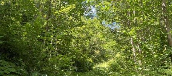 Земельный участок 60309м² в Нойберг ан дер Мюрц, Австрия № 64767 8