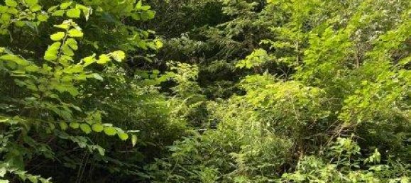 Земельный участок 60309м² в Нойберг ан дер Мюрц, Австрия № 64767 5