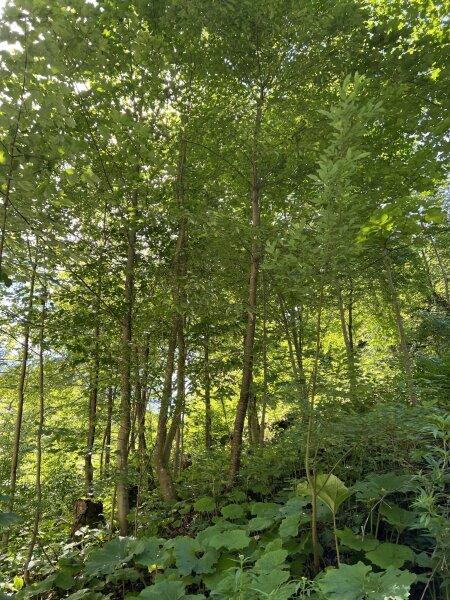 Земельный участок 60309м² в Нойберг ан дер Мюрц, Австрия № 64767