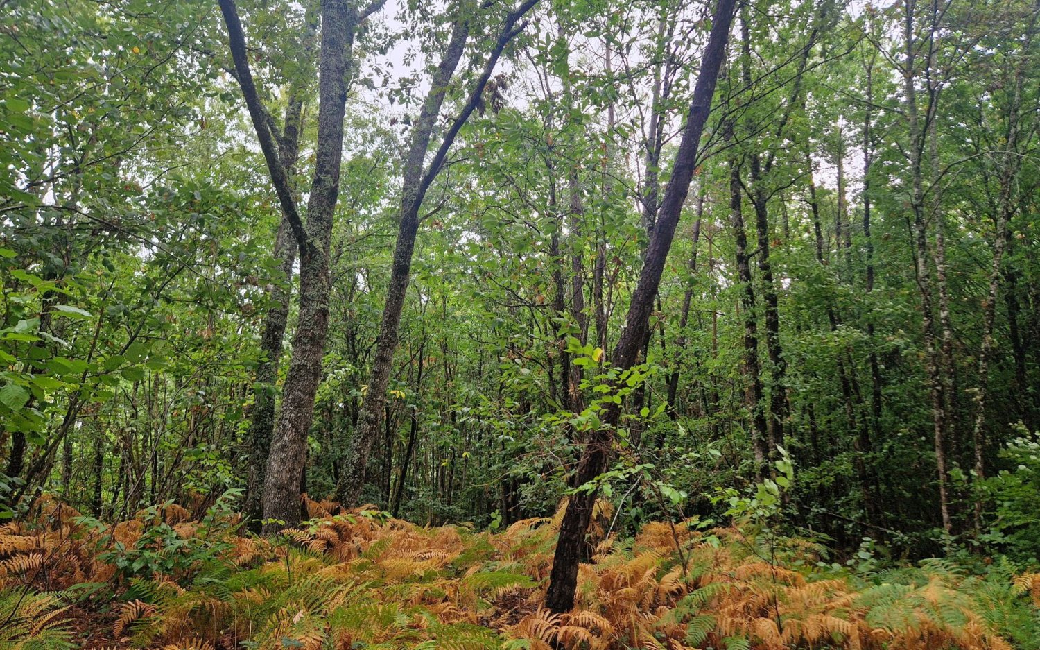 Grundstück in Dordogne, France, Nr. 338074