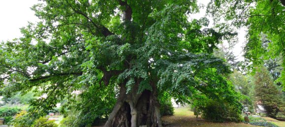 3 غرف نوم فيلا في Nordsachsen, Germany رقم 227751 16