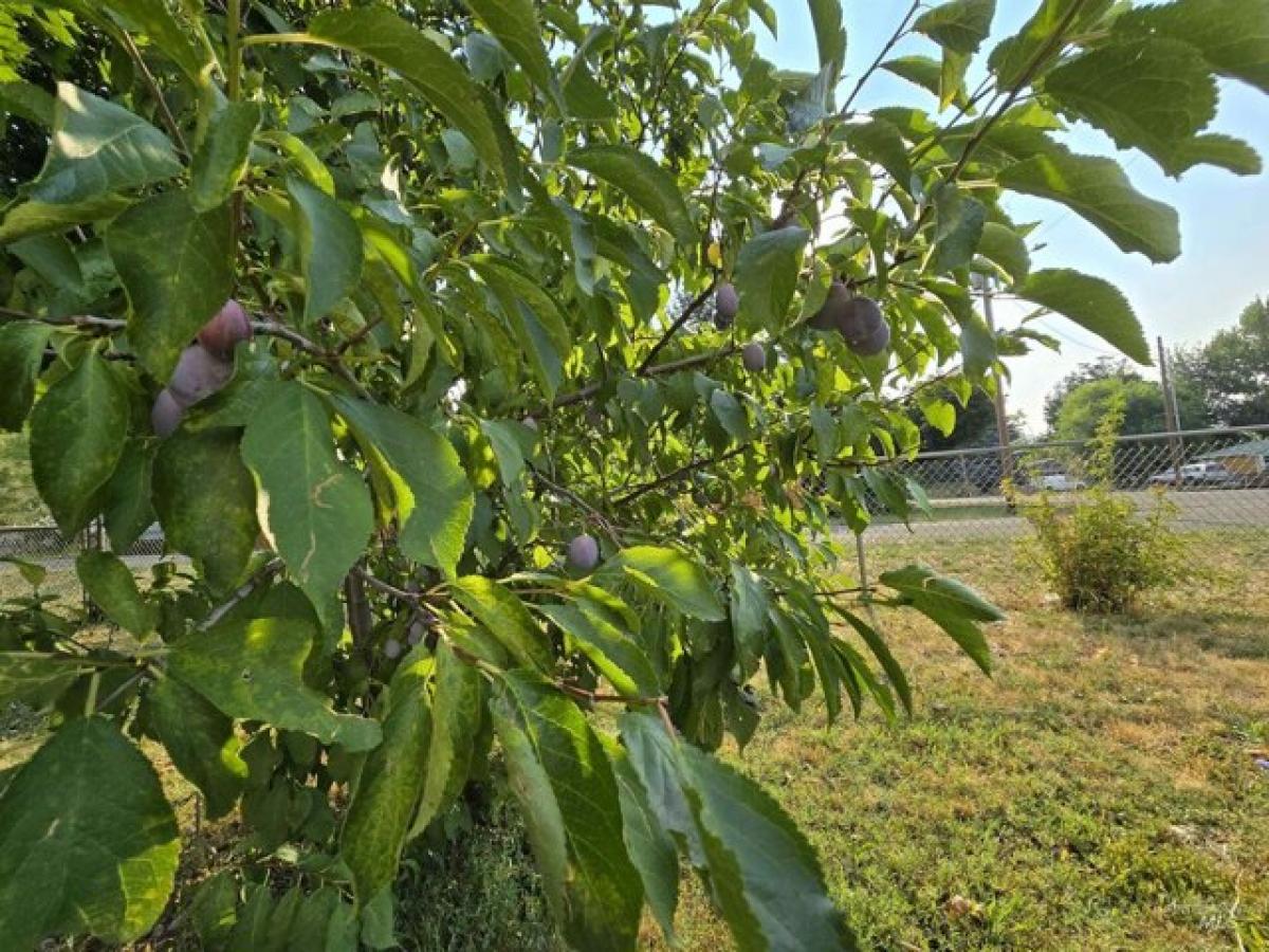 2 bedrooms House in Council, USA No. 417572