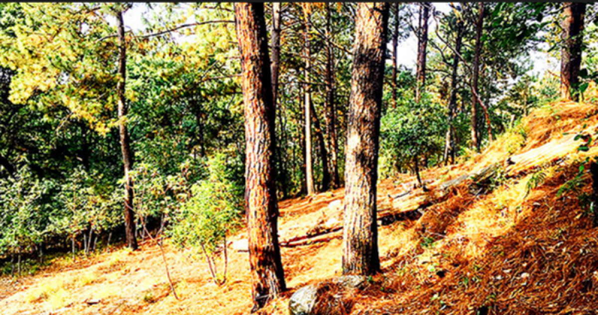 Terrain à Heroica Matamoros, Mexico No. 205480