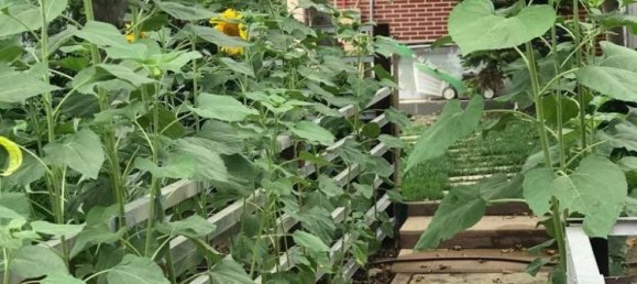 6 chambres Villa à Sabunchu, Azerbaijan No. 1194 26