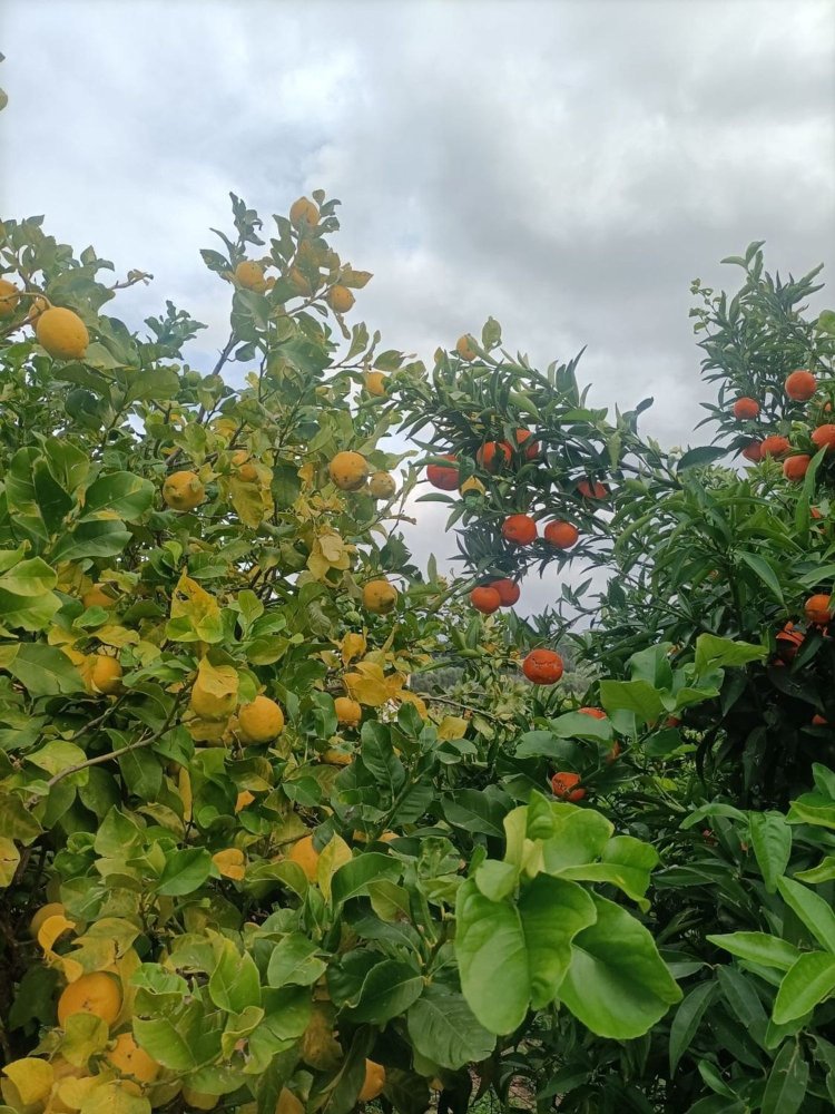 5 chambres Maison à Rodi Garganico, Italy No. 378067