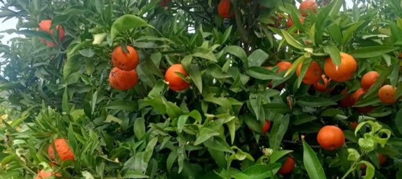 5 chambres Maison à Rodi Garganico, Italy No. 378067 6