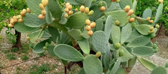 5 chambres Maison à Rodi Garganico, Italy No. 378067 7