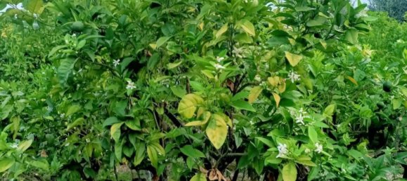 5 chambres Maison à Rodi Garganico, Italy No. 378067 15