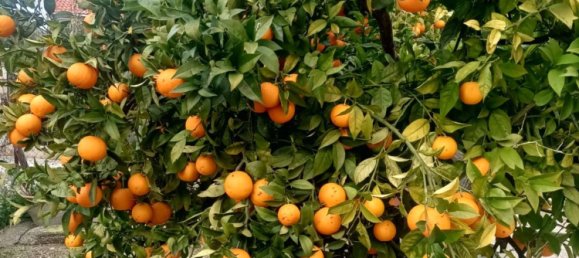 5 chambres Maison à Rodi Garganico, Italy No. 378067 9