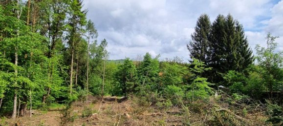 Terrain à Pressbaum, Austria No. 242893 8