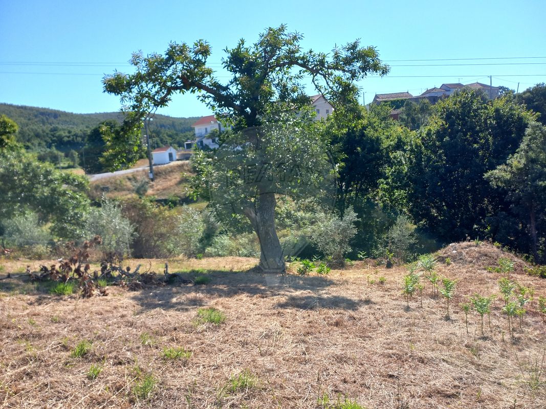 2 bedrooms House in Figueiro dos Vinhos, Portugal No. 21742