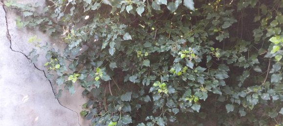 2800m² Land in Misterbianco, Italy No. 51233 13