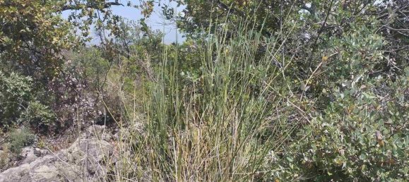 2800m² Land in Misterbianco, Italy No. 51233 31