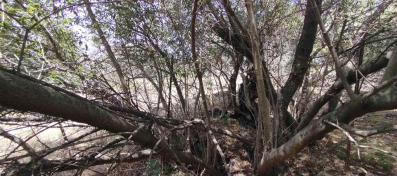 2800m² Land in Misterbianco, Italy No. 51233 9