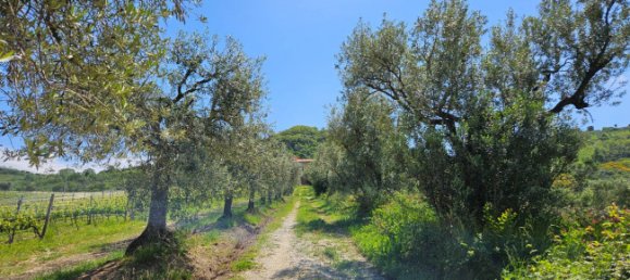 3 Schlafzimmer Haus in Controguerra, Italy, Nr. 266297 13