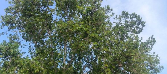 3 bedrooms House in Los Alcazares, Spain No. 155126 11