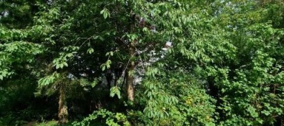 Land in Wandsbek, Germany No. 341635 6