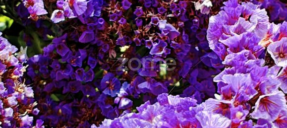 Вилла с 5 спальнями в Мешильоейра Гранде, Португалия № 70177 35