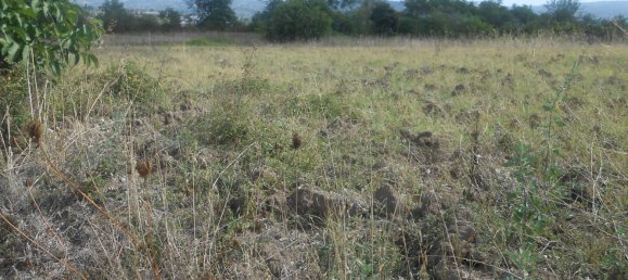 Terrain à Torre Le Nocelle, Italy No. 343985 10