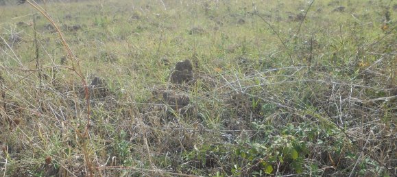 Terrain à Torre Le Nocelle, Italy No. 343985 9