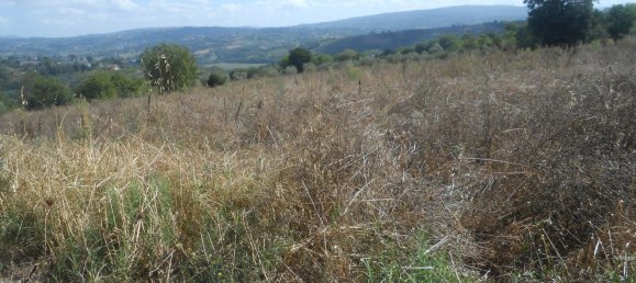 Terrain à Torre Le Nocelle, Italy No. 343985 3