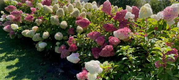 Villa T4 em Neusiedl am See, Austria N.º 180120 21