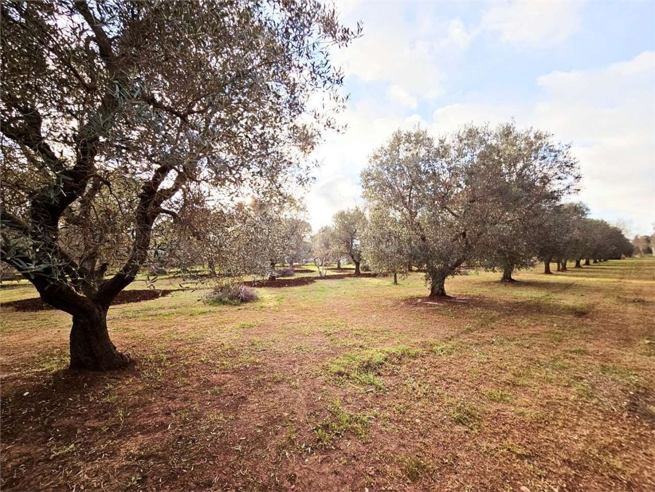 10000m² Land in Carovigno, Italy No. 140629