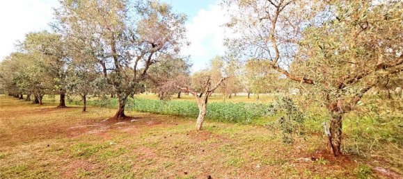 10000m² Land in Carovigno, Italy No. 140629 3