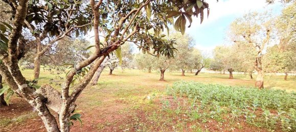 10000m² Land in Carovigno, Italy No. 140629 6