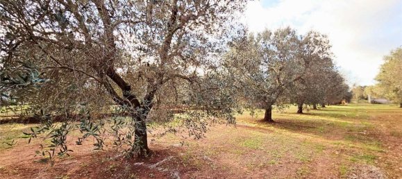 10000m² Land in Carovigno, Italy No. 140629 8