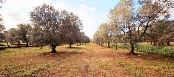 10000m² Land in Carovigno, Italy No. 140629 2