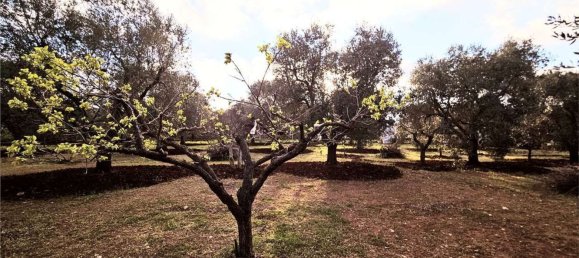 10000m² Land in Carovigno, Italy No. 140629 5