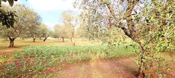 10000m² Land in Carovigno, Italy No. 140629 7