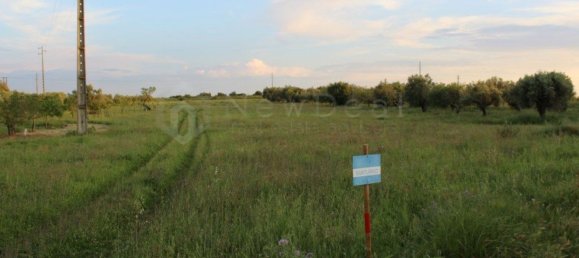 8000m² Land in Torres Novas, Portugal No. 75708 14