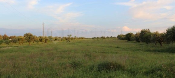 8000m² Land in Torres Novas, Portugal No. 75708 2