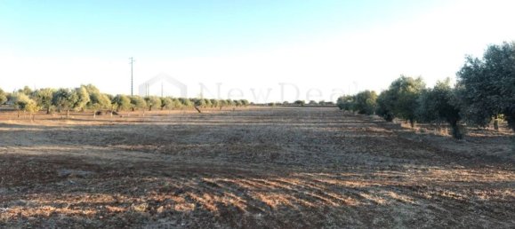 8000m² Land in Torres Novas, Portugal No. 75708 4