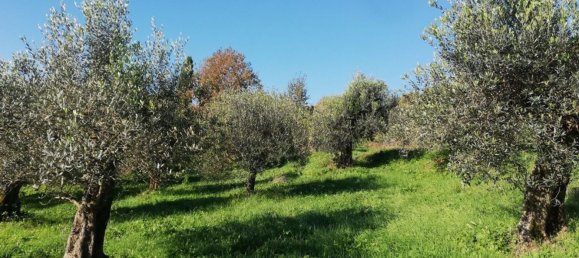 12غرفة فيلا في Piana di Monte Verna, Italy رقم 141194 45
