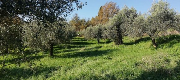 12غرفة فيلا في Piana di Monte Verna, Italy رقم 141194 46