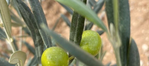 35000m² Land in Alhama de Granada, Spain No. 210232 9