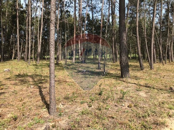 Terreno em Canas de Senhorim, Portugal 6850 m² N.º 49813