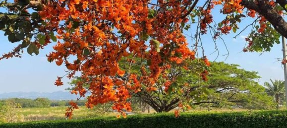 3 غرف نوم عقار تجاري في Pattaya, Thailand رقم 77980 11