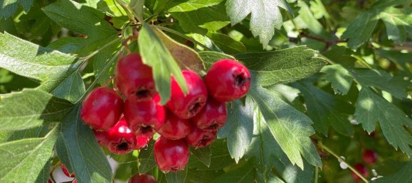 7غرفة منزل في Neustift-Innermanzing, Austria رقم 248236 14